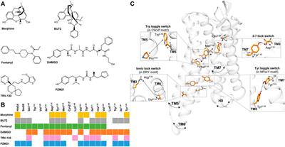 Recent Molecular Insights into Agonist-specific Binding to the Mu-Opioid Receptor